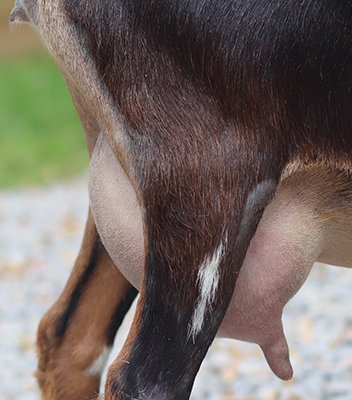 Lesperance Jellybean